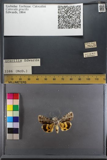 Media type: image;   Entomology 749618